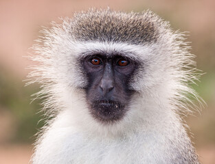 Vervet monkey in South Africa in Kruger National Park
