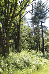 Obraz premium footpath in the forest