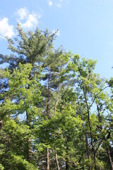 trees in the forest