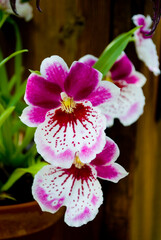 pink and white flower