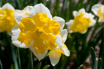 Naklejka na ściany i meble daffodils in spring