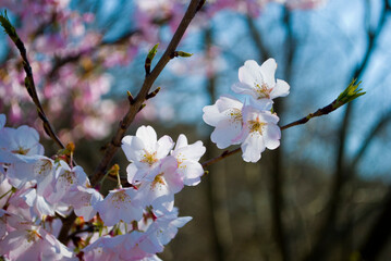 cherry tree blossom