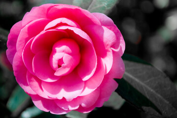 pink rose in the garden