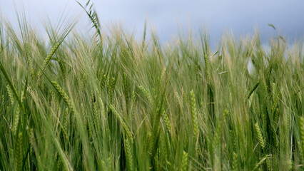 green wheat field. beautiful green landscape.