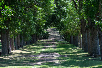 the road of the tree