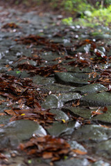 箱根旧街道の石畳