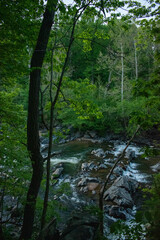 Fototapeta na wymiar river in the woods