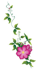 Clematis with leaves, flowering corner ornament. Illustration isolated on a white background.