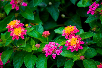 pink flowers in the garden