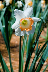 Fototapeta premium daffodils in spring