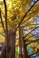 autumn in the forest