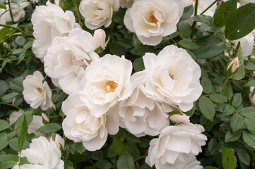 Rosas iceberg