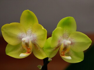 two orchid flowers, with yellow petals and white center, together on a blurred background.