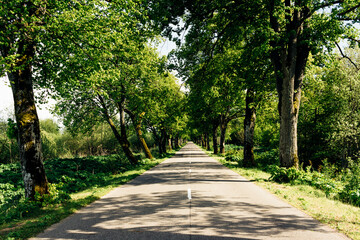 Fototapeta na wymiar The road passes through an alley of trees