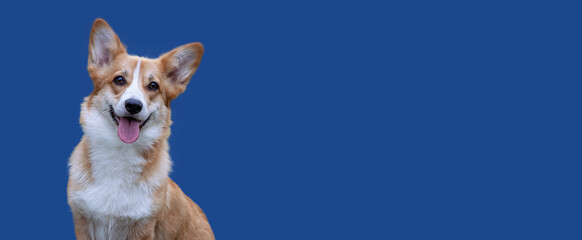 Cute happy dog on a blue background. Welsh corgi pembroke horizontal banner/flyer design template. Copy space/ place for text.