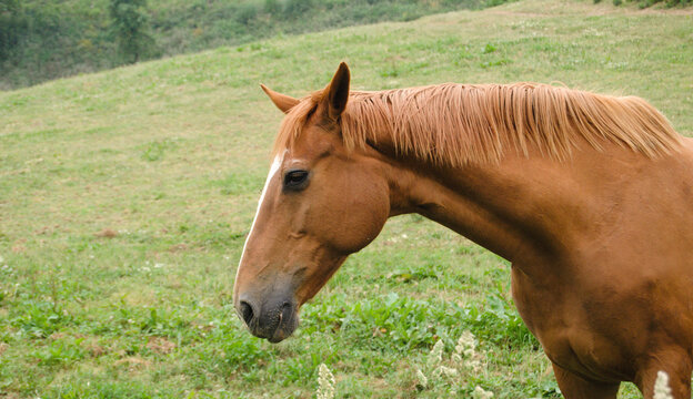 Fotografia de vista lateral de cavalo castanho com lista branca na cabeça em liberdade no campo