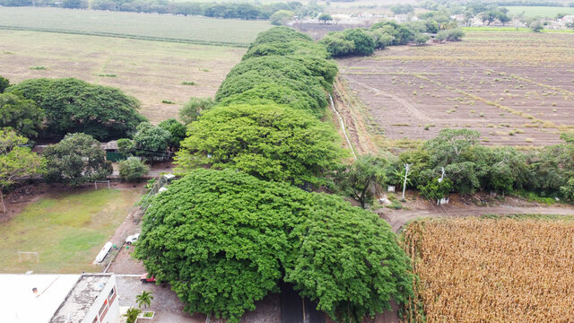 PAROTAS