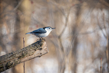 Bird on a branch in the forest 2