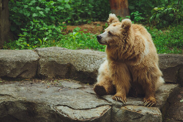 Fototapeta premium Brown bear in the forest. Big brown bear. The bear is sitting on a rock.