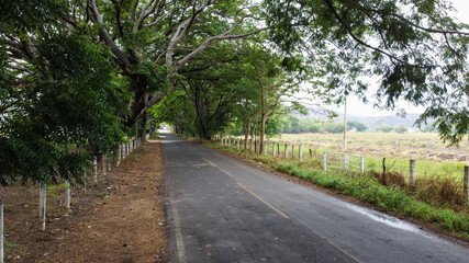 PAROTAS
