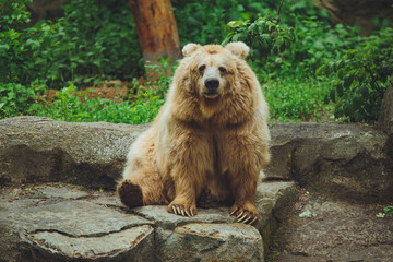 Brown bear in the forest. Big brown bear. The bear is sitting on a rock.