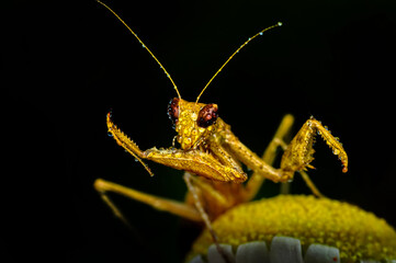 Close up of pair of Beautiful European mantis ( Mantis religiosa )