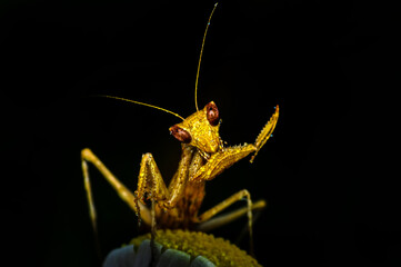 Close up of pair of Beautiful European mantis ( Mantis religiosa )