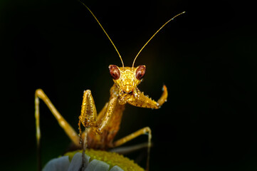 Close up of pair of Beautiful European mantis ( Mantis religiosa )