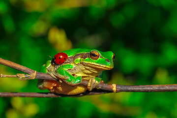 Beautiful Europaean Tree frog Hyla arborea 