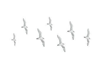 Vector hand drawn doodle sketch flying seagull birds flock isolated on white background