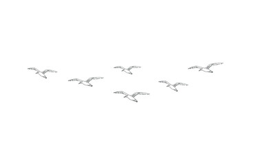 Vector hand drawn doodle sketch flying seagull birds flock isolated on white background