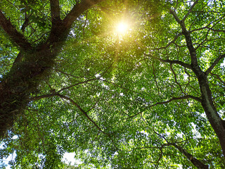 Raios solares atravessando a copa das árvores