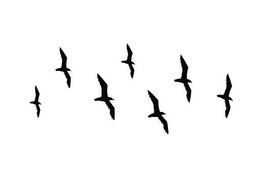 Vector hand drawn doodle sketch flying seagull birds flock silhouette isolated on white background