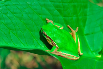 Beautiful Europaean Tree frog Hyla arborea 