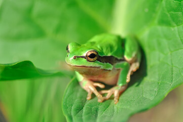 Fototapeta na wymiar Beautiful Europaean Tree frog Hyla arborea 
