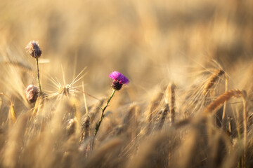 Carduus flower in a wheat field. Purple Carduus flower on a blurred natural background with a copy of the space. Soft focus. Wheat field.