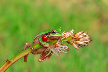 Beautiful Europaean Tree frog Hyla arborea 