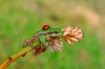 Beautiful Europaean Tree frog Hyla arborea 