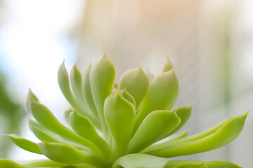 Echeveria succulent plant with green summer background.