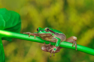 Beautiful Europaean Tree frog Hyla arborea 