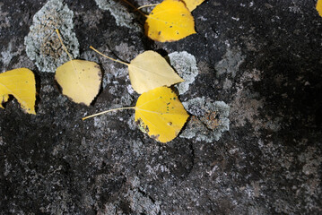 yellow leaf on a rock