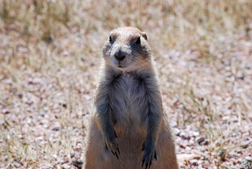 Fototapeta premium prairie dog