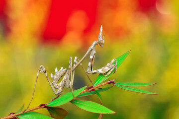 Close up of pair of Beautiful European mantis ( Mantis religiosa )