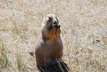 prairie dog in the grass