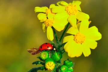 Beautiful ladybug on leaf defocused background