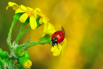 Beautiful ladybug on leaf defocused background