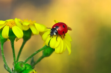 Beautiful ladybug on leaf defocused background