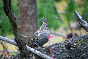 grouse on a tree
