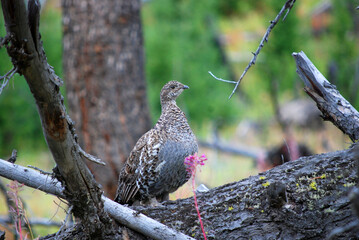grouse on a tree