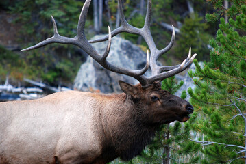 Naklejka na ściany i meble elk in the wild